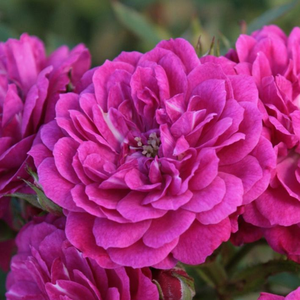 Purple Rain ® - trandafiri - www.ioanarose.ro